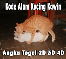 Kode Alam Melihat Kucing Kawin